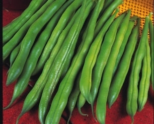 picture of Dwarf French Bean The Prince