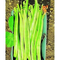 picture of Runner Bean Polestar