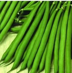picture of Dwarf French Bean Stanley