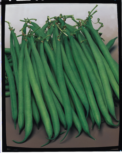 picture of Dwarf French Bean Safari