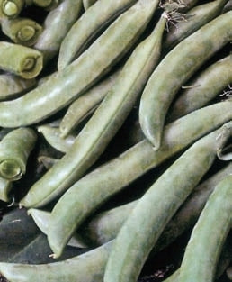 picture of Pea Deliket (sugar snap)