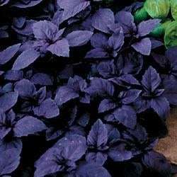 picture of Basil, Red Rubin