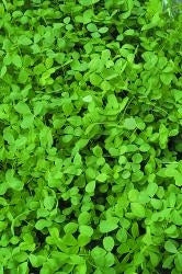 picture of Green Manure Alfalfa