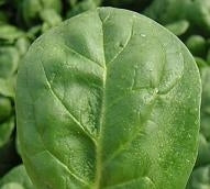 picture of Spinach Amazon F1