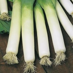 picture of Leek Neptune