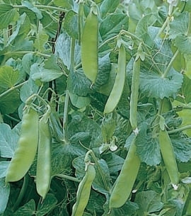 picture of Pea Oregon Sugar Pod (mangetout)