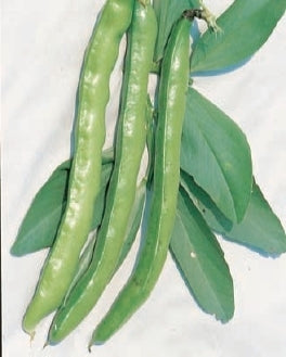 picture of Broad Bean Imperial Green Longpod