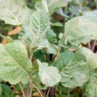 picture of Texel Greens