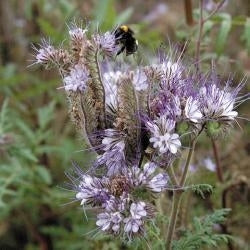 picture of Green Manure Phacelia
