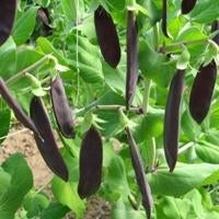 picture of Pea Shiraz (mangetout)
