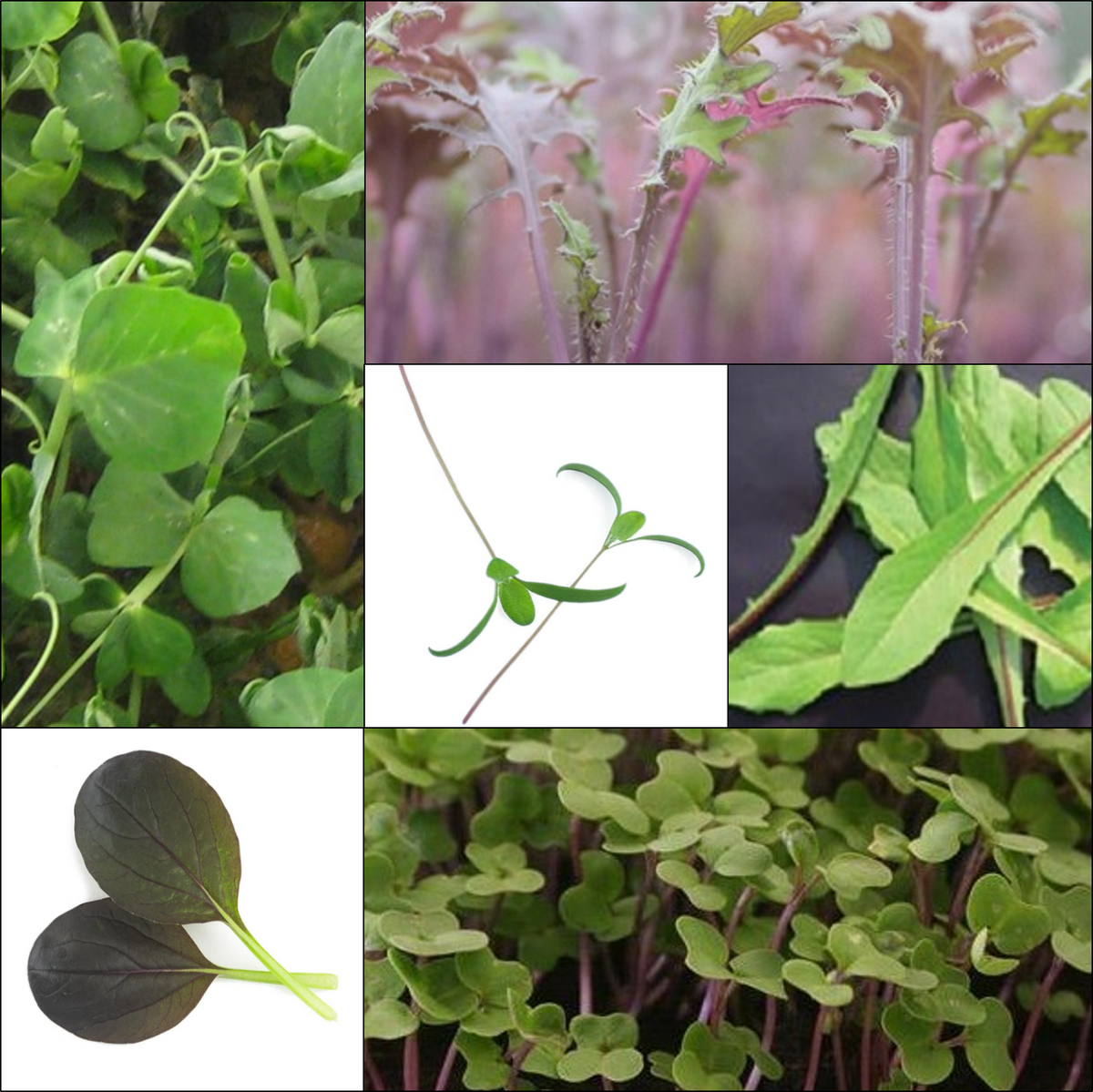 Little Leaves, Big Flavour Collection 2027