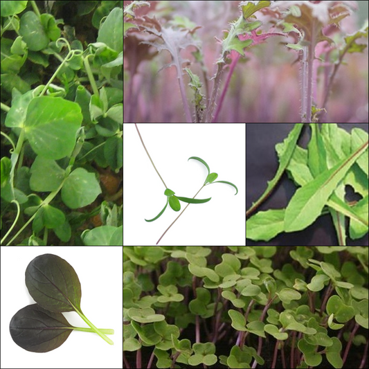 Little Leaves, Big Flavour Collection 2027