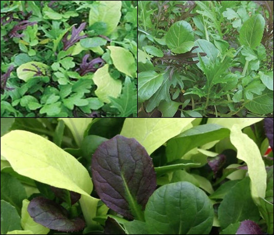 Mix It Up! Baby Leaf Collection 2027