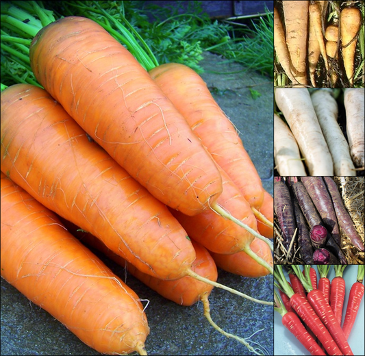 Colourful Carrot Collection 2027