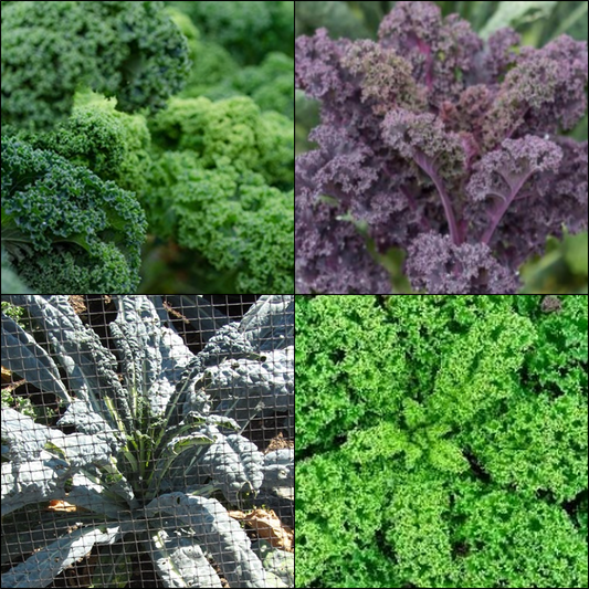 Kale Quartet 2027