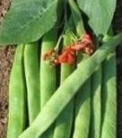 picture of Runner Bean Armstrong