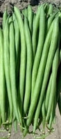 picture of Dwarf French Bean Faraday