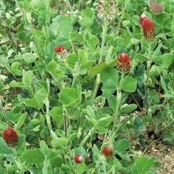 picture of Green Manure Crimson Clover