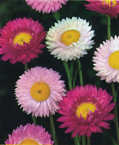 picture of Acroclinum Grandiflorum (mixed)