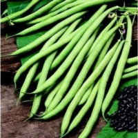 picture of Climbing French Bean Cobra