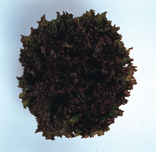 picture of Lettuce New Red Fire (crisphead)