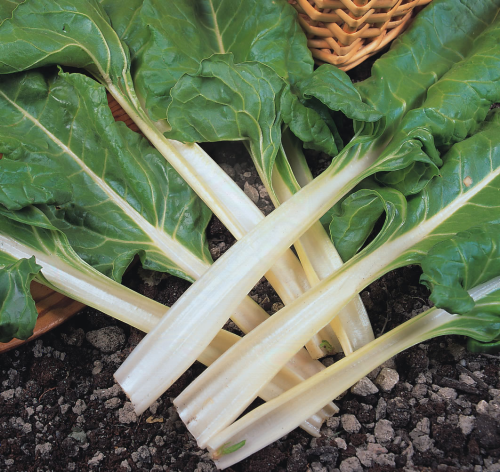 picture of Leaf Beet Fordhook Giant