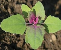 picture of Magentaspreen (Baby Leaf)