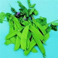 picture of Pea Carouby de Maussane (mangetout)