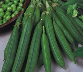 picture of Pea Douce Provance (1st early)