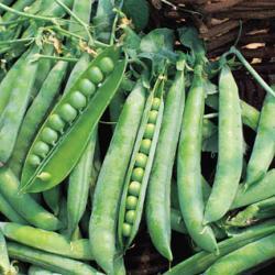picture of Pea Greenshaft (maincrop)