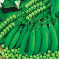 picture of Pea Waverex (petit pois)
