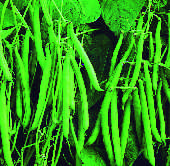 picture of Dwarf French Bean Annabelle