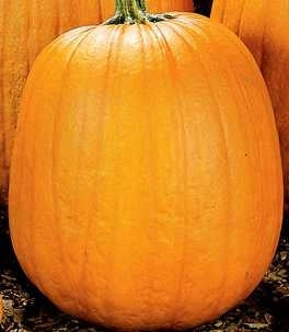 picture of Pumpkin Howden