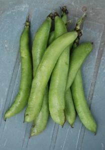 picture of Broad Bean Express Eleonora naturally nurtured seed
