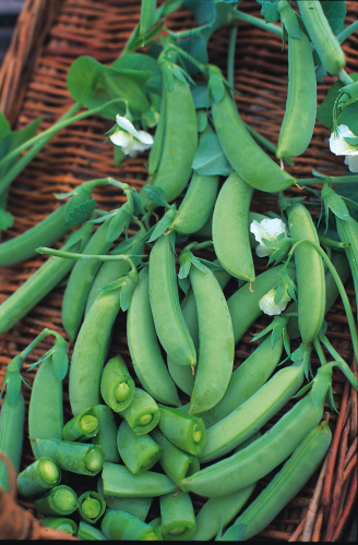 picture of Pea Progress No. 9