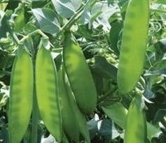 picture of Pea Mangetout: Sweet Horizon