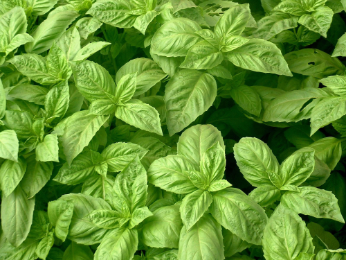 picture of Basil, Nufar F1 naturally nurtured seed