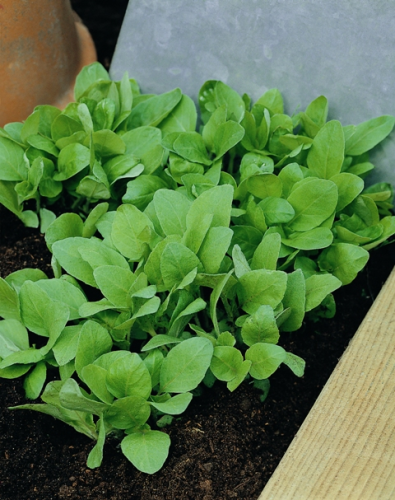 picture of Basil, Holy
