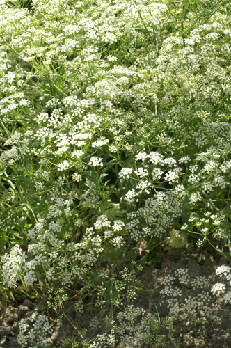 picture of Anise