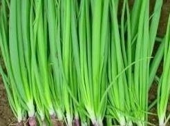 picture of Spring Onion Reddy
