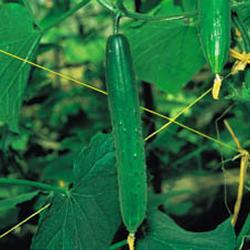 picture of Cucumber Burpless Tasty Green F1