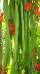 picture of Runner Bean Firestorm