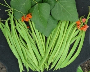 picture of Runner Bean Achievement