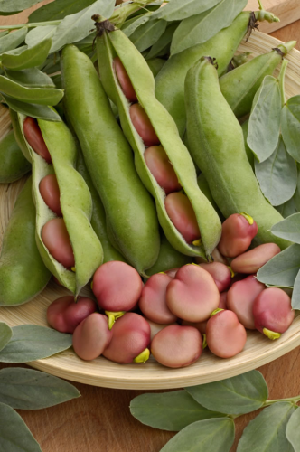 picture of Broad Bean Karmazyn