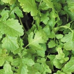 picture of Green Manure Mustard (White Field)