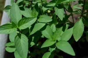 picture of Basil, Thai (Horapha)