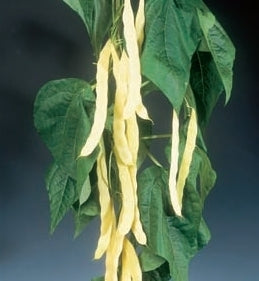 picture of Climbing French Bean Goldfield