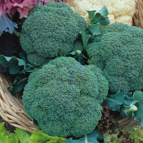 picture of Calabrese Green Magic F1