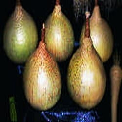 picture of Onion Ailsa Craig