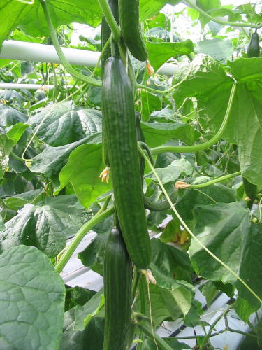 picture of Cucumber Femspot F1
